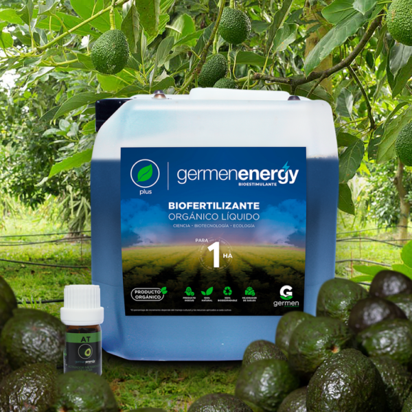 Kit Germen Energy para LAURACEAE